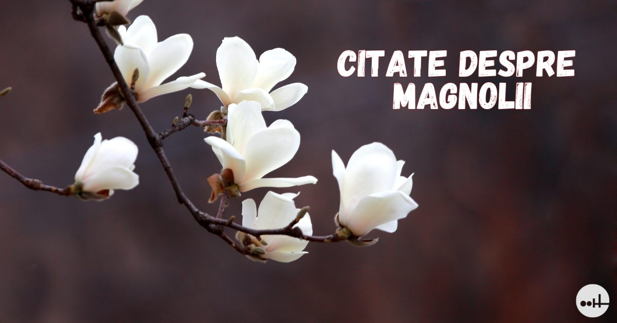 Citate despre magnolii
