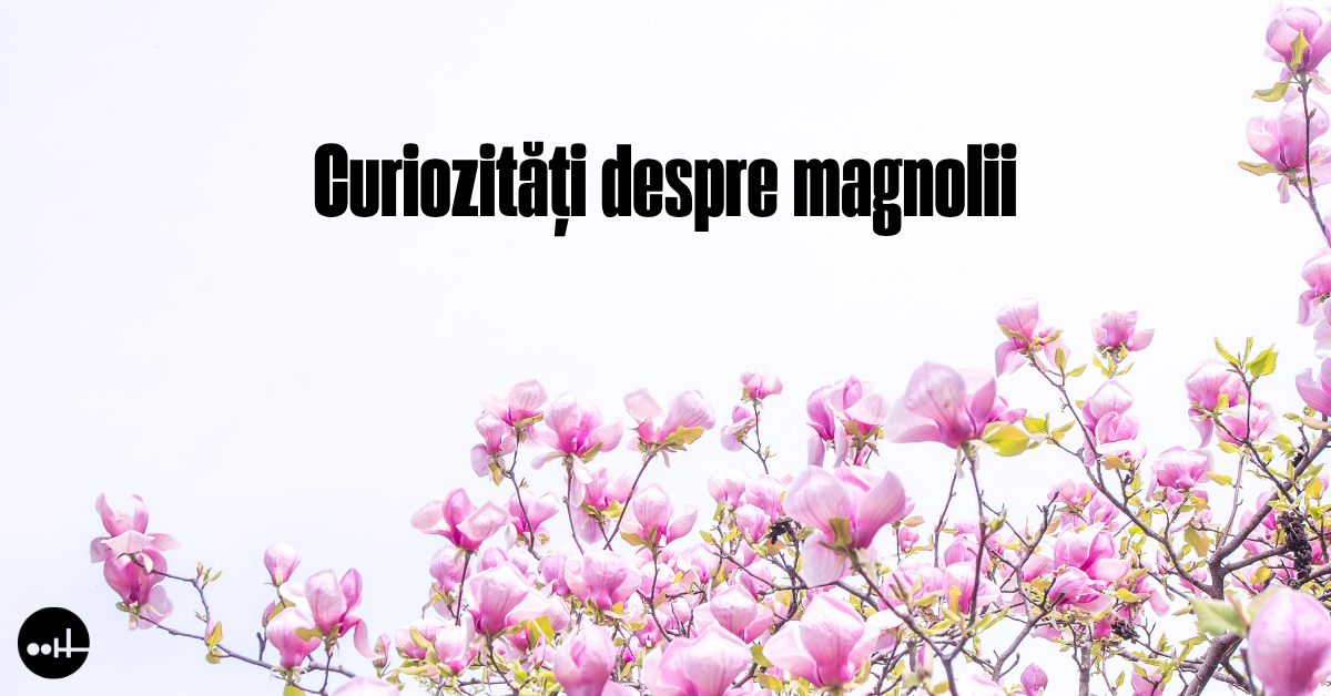 Curiozități despre magnolii